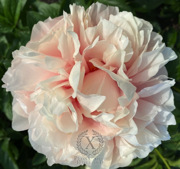 Peony Princess of Rome®