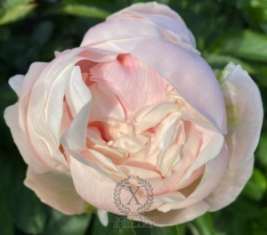 Thumbnail of Peony Princess of Rome®, image 2 of 2