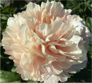 Thumbnail of Peony Princess Phaedra®, image 1 of 1