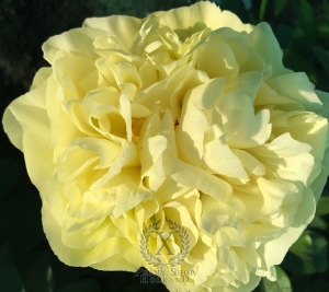 Thumbnail of Peony Proximo, image 1 of 3