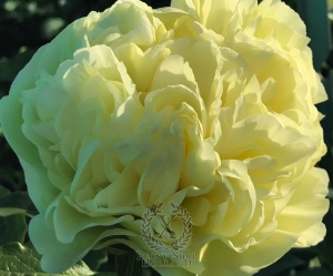 Thumbnail of Peony Proximo, image 2 of 3