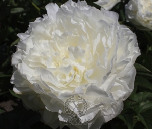 Thumbnail of Peony Puffed Cotton, image 1 of 2