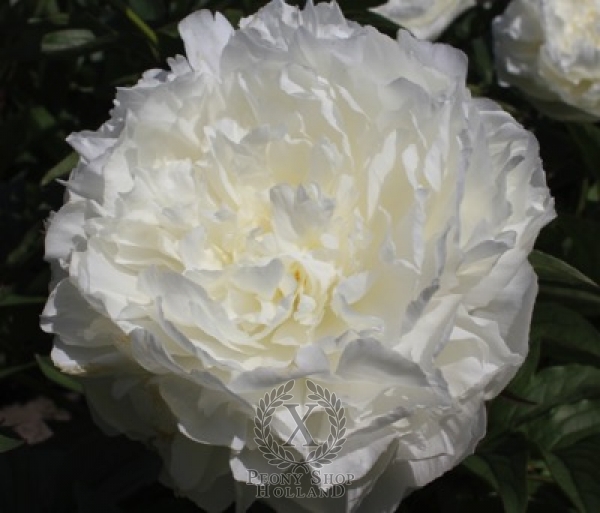 Peony Puffed Cotton, image 1 of 2