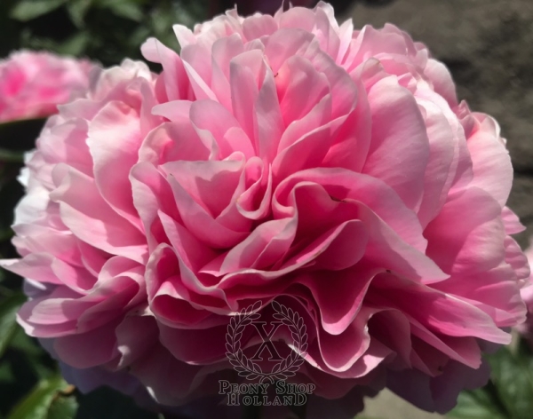 Peony Putti, image 1 of 6