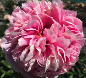 Thumbnail of Peony Putti, image 2 of 6