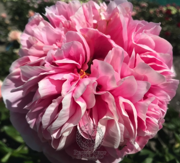 Peony Putti, image 2 of 6