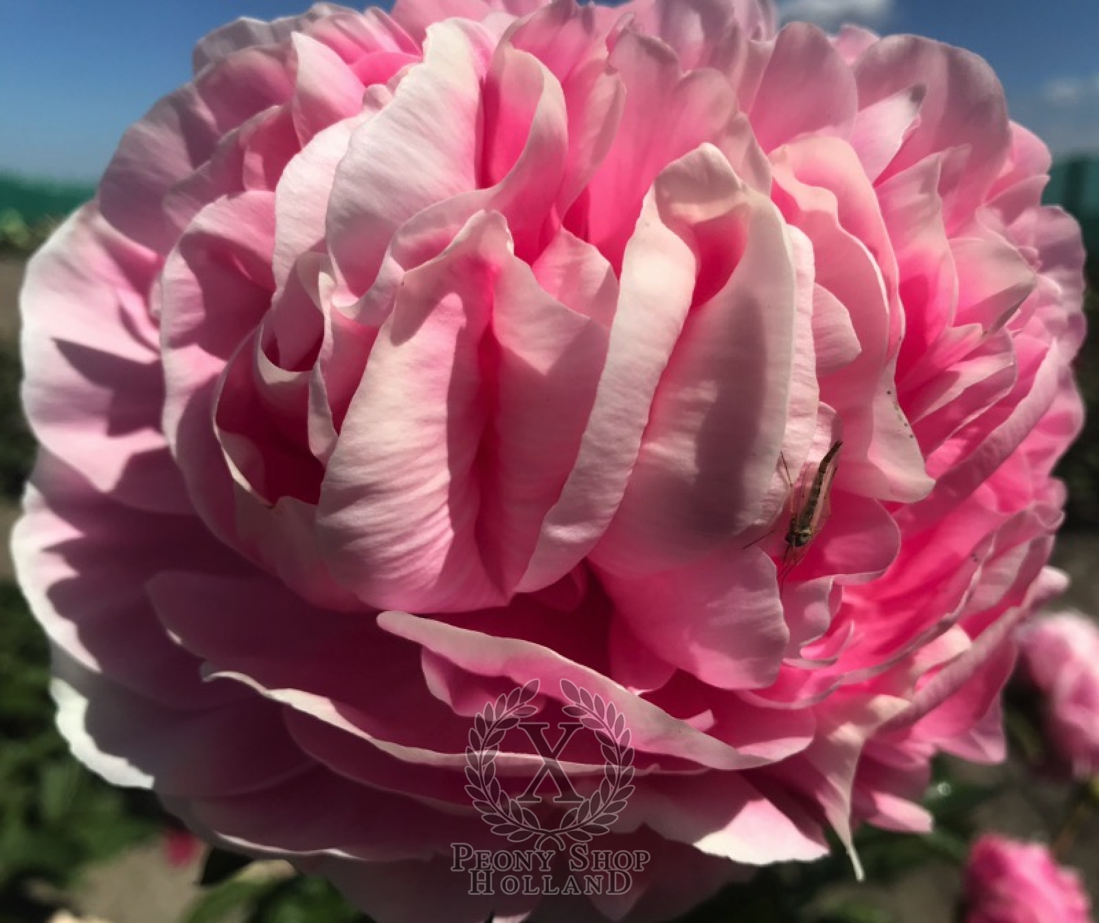 Peony Putti at peony nursery 