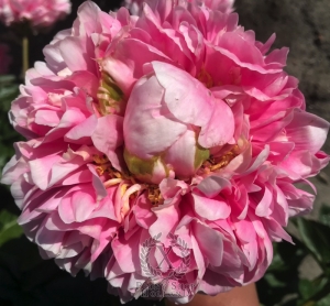 Thumbnail of Peony Putti, image 4 of 6