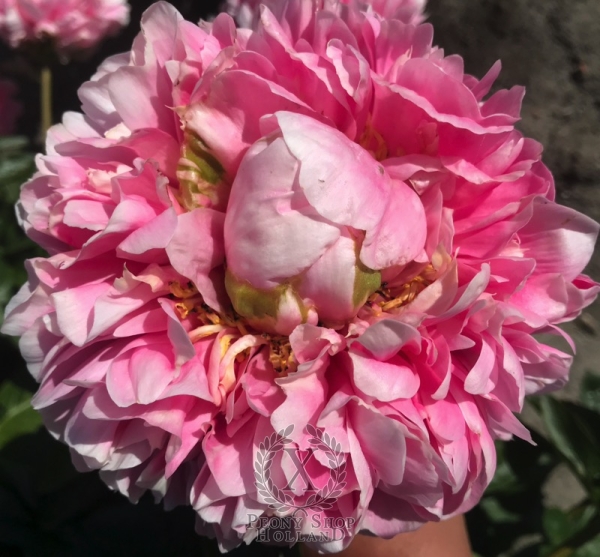 Peony Putti, image 4 of 6