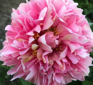 Thumbnail of Peony Putti, image 5 of 6