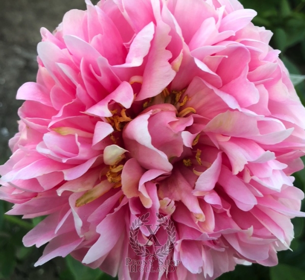 Peony Putti, image 5 of 6