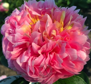 Thumbnail of Peony Putti, image 6 of 6