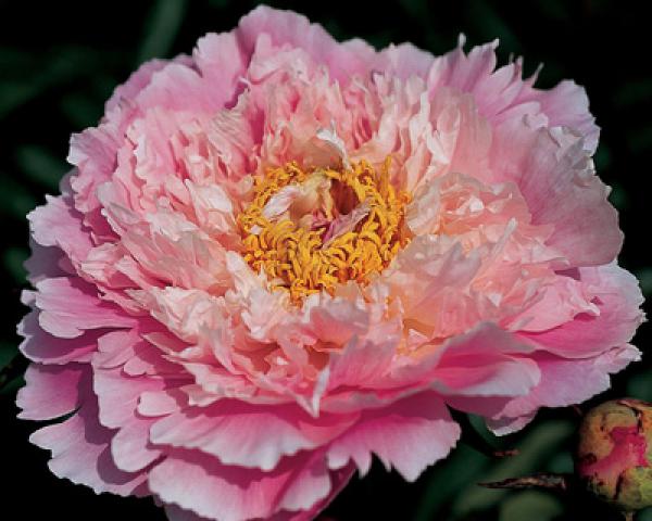 Peony Queen Bee, image 1 of 1