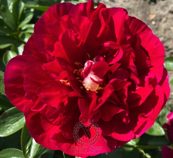 Peony Quirinus