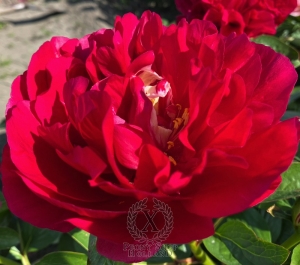 Thumbnail of Peony Quirinus, image 2 of 10