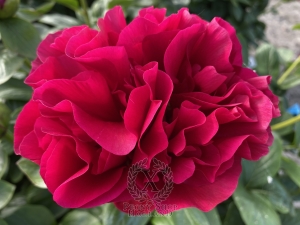 Thumbnail of Peony Quirinus, image 4 of 10