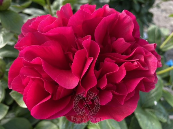 Peony Quirinus, image 4 of 10