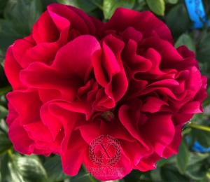 Thumbnail of Peony Quirinus, image 5 of 10