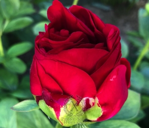 Thumbnail of Peony Quirinus, image 6 of 10