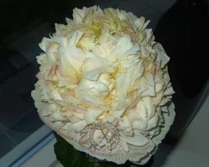 Thumbnail of Peony Quitzin, image 1 of 2