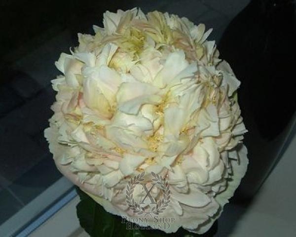 Peony Quitzin