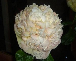 Thumbnail of Peony Quitzin, image 2 of 2