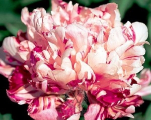 Thumbnail of Peony Raspberry Clown, image 1 of 1