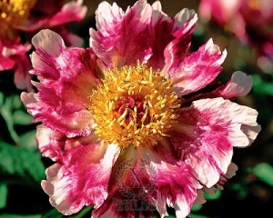 Thumbnail of Peony Raspberry Splash, image 1 of 1