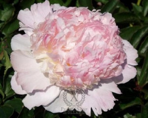 Thumbnail of Peony Raspberry Sundae, image 1 of 1