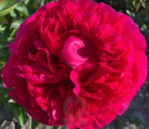 Thumbnail of Peony Ravenna, image 1 of 3