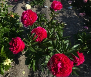 Thumbnail of Peony Ravenna, image 2 of 3