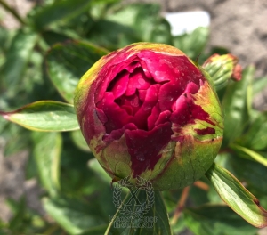 Thumbnail of Peony Ravenna, image 3 of 3