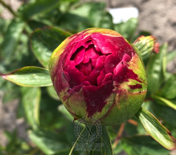 Peony Ravenna, image 3 of 3