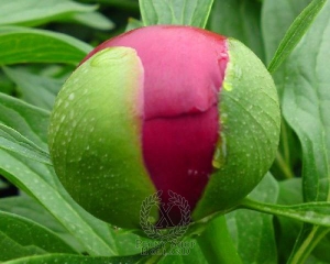 Thumbnail of Peony Red Charm, image 2 of 2