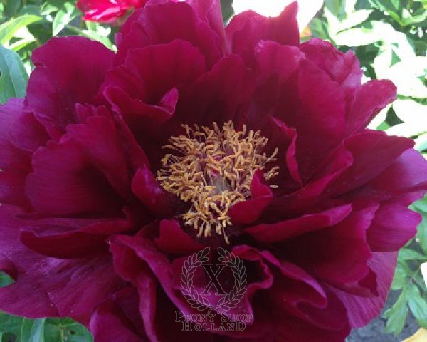 Peony Red Glory