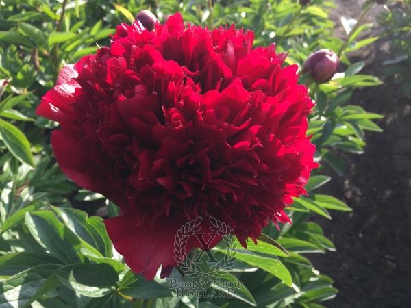 Peony Red Grace, image 1 of 1