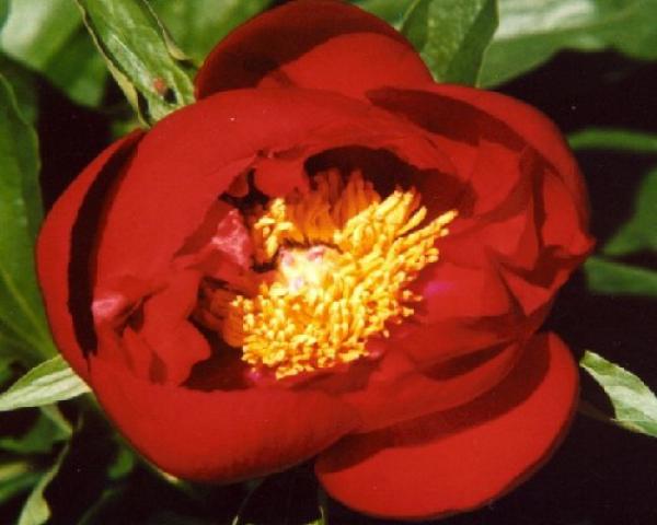 Peony Red Red Rose