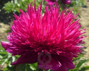 Thumbnail of Peony Red Spider, image 1 of 1