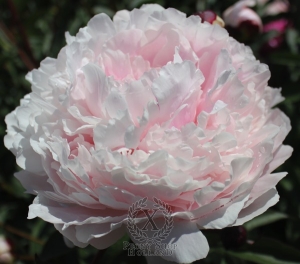 Thumbnail of Peony Reine Hortense, image 1 of 1