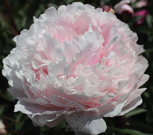 Peony Reine Hortense, image 1 of 1