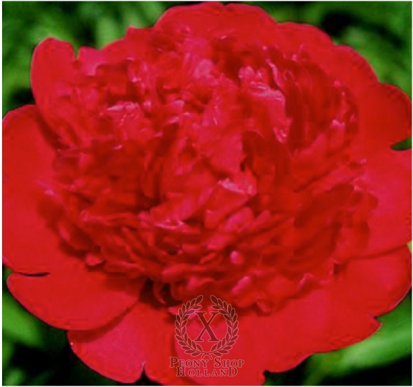 Peony Renato, image 1 of 1