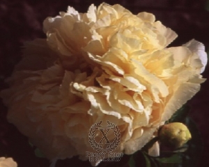 Thumbnail of Peony Richard Greenham, image 1 of 1