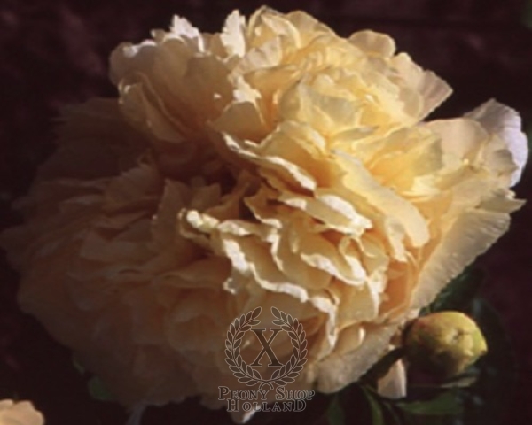 Peony Richard Greenham, image 1 of 1