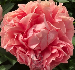 Thumbnail of Peony River Styx®, image 2 of 3