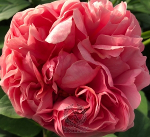 Thumbnail of Peony River Styx®, image 3 of 3