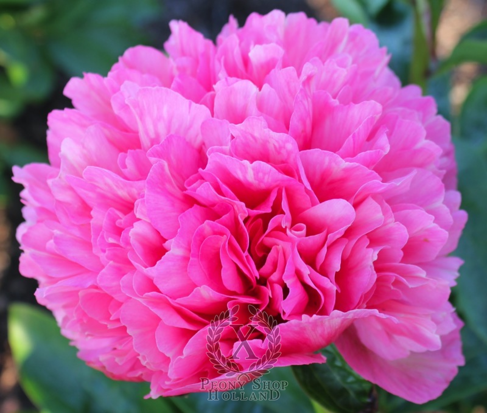 Peony Roger S Pink at peony nursery