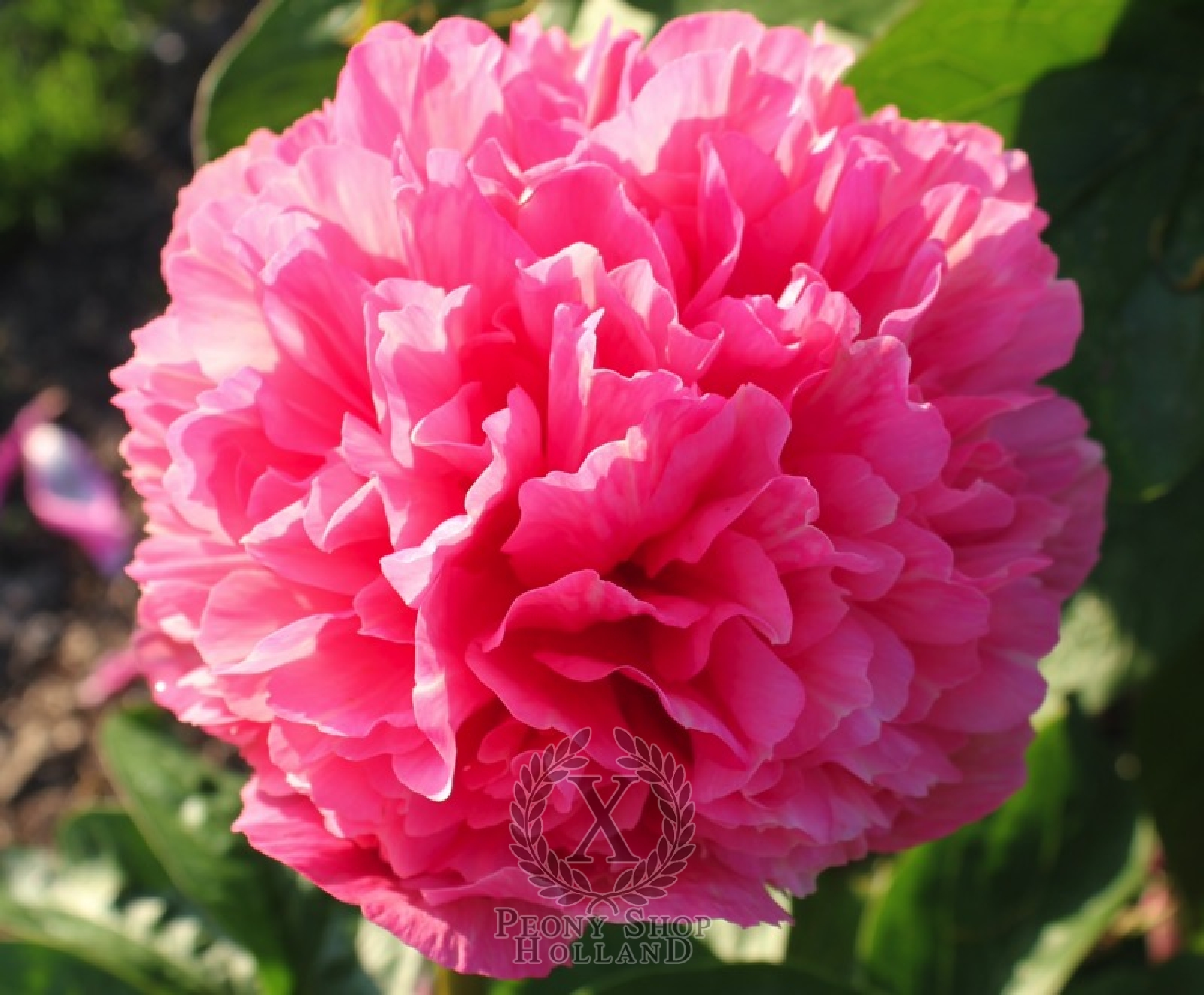 Peony Roger S Pink at peony nursery