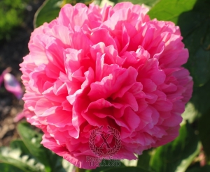 Thumbnail of Peony Roger's Pink, image 2 of 3