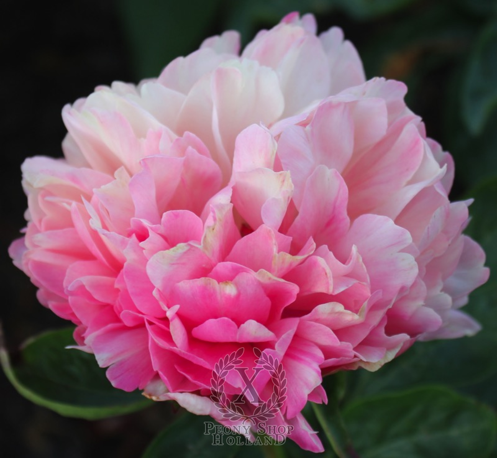 Peony Roger S Pink at peony nursery