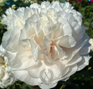 Thumbnail of Peony Roma®, image 1 of 8